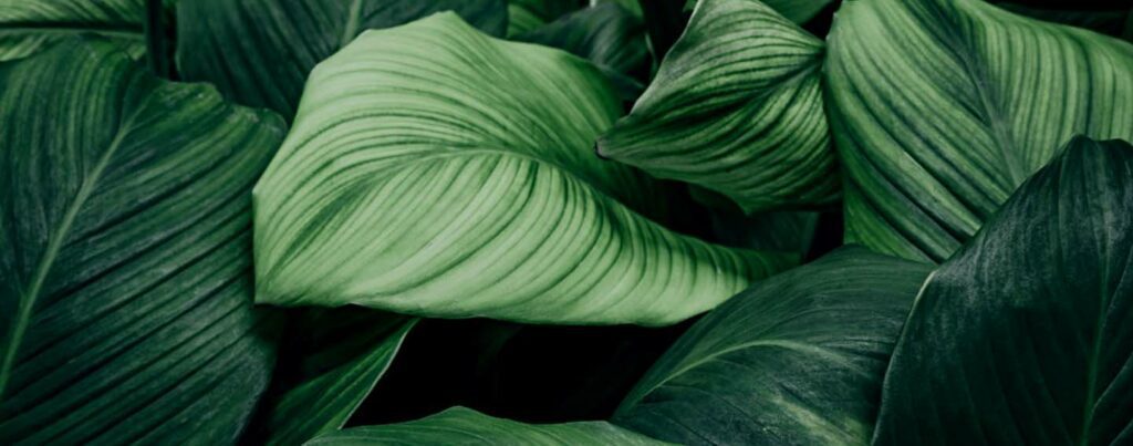 image of a green leaf