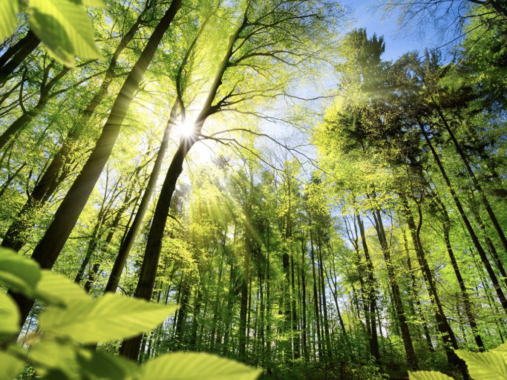 image of a green forest looking up as the sun shines through